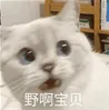原神,玩家,狂喜,原神