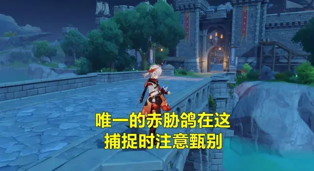 赤胁鸽怎么捕捉赤胁鸽怎么捕捉,原神