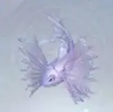 拉夫领鱼怎么获得,无限暖暖