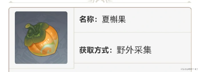 夏槲果采集位置