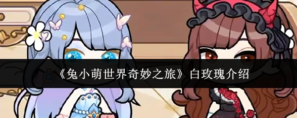 白玫瑰介绍