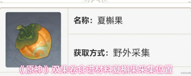 夏槲果采集位置