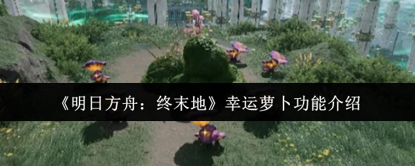 幸运萝卜功能介绍