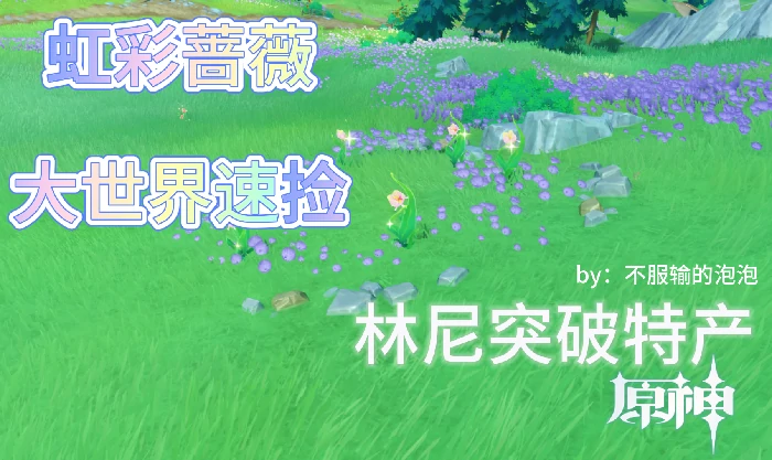 虹彩蔷薇采集路线,原神