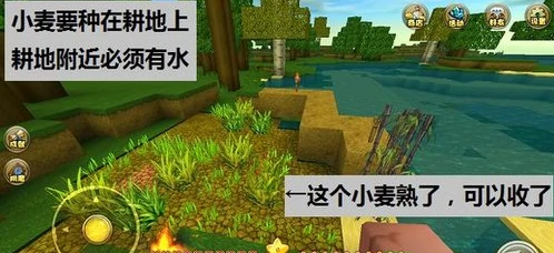 迷你小麦