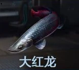 钓鱼点大全