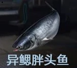 钓鱼点大全