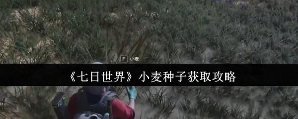 小麦种子获取攻略