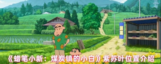 紫苏叶位置介绍