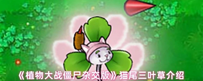 猫尾三叶草介绍