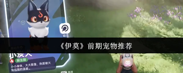 前期宠物推荐
