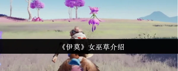 女巫草介绍