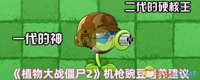 机枪豌豆培养建议