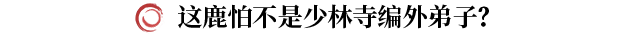 鹿角大王打法攻略