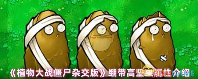 绷带高坚果属性介绍