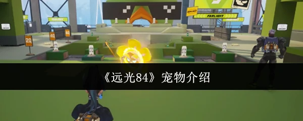 宠物介绍