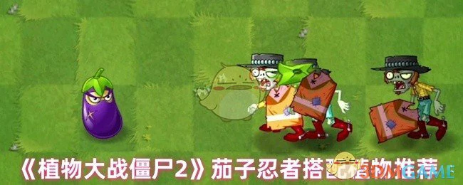 茄子忍者搭配植物推荐