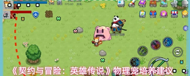 物理宠培养建议