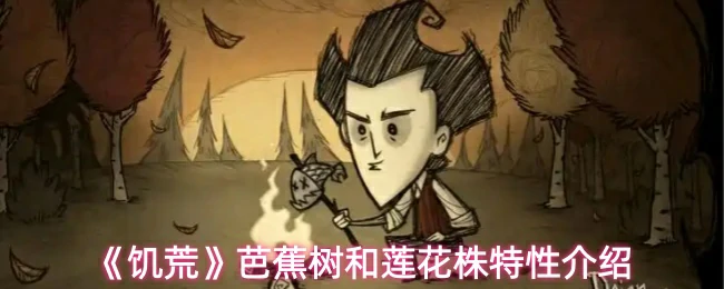 芭蕉树和莲花株特性介绍