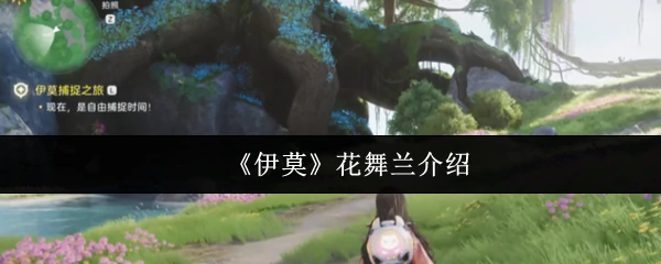 花舞兰介绍