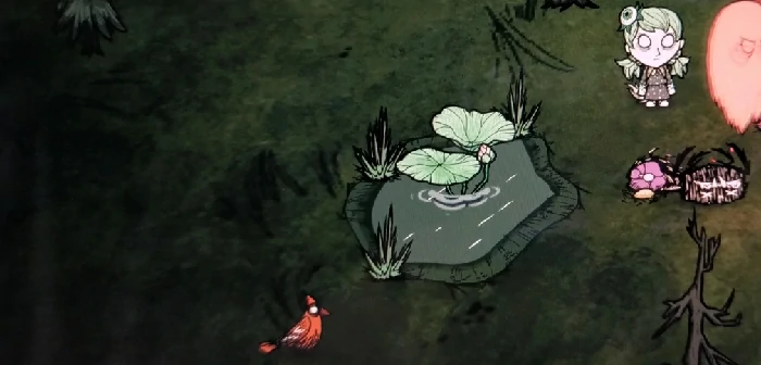 芭蕉树和莲花株特性介绍