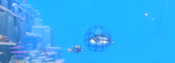 潜水员戴夫金枪鱼怎么抓