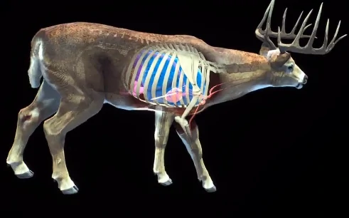 猎人之路白尾鹿位置全解析,猎人之路白尾鹿快速找寻技巧