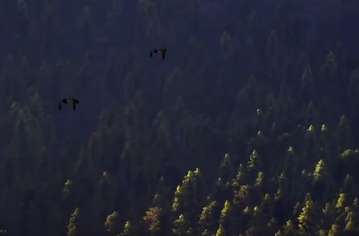 猎人之路可以钓鱼吗,猎人之路钓鱼玩法与技巧全解析