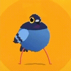 疯狂的鸽子表情包有哪些,疯狂的鸽子表情包大全,疯狂的鸽子