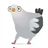 疯狂的鸽子表情包有哪些,疯狂的鸽子表情包大全,疯狂的鸽子