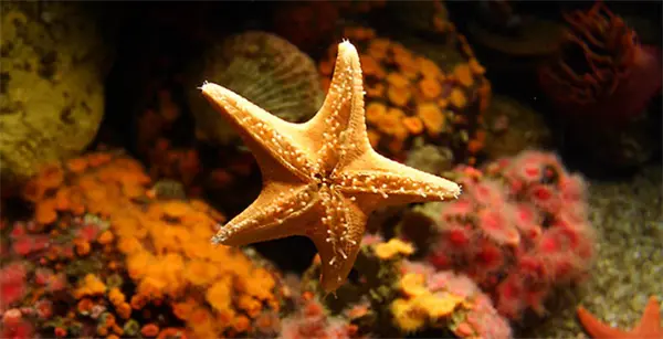 神奇海洋今日答案更新,神奇海洋7月6号答案是什么,神奇海洋