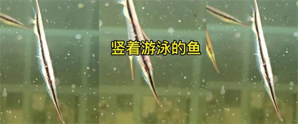 神奇海洋今日答案更新,神奇海洋5月9号答案是什么,神奇海洋