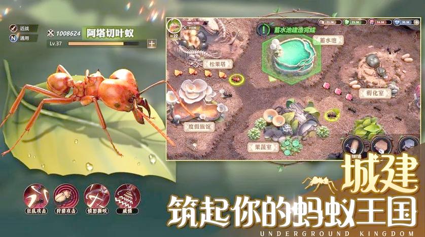 特化蚁孵化示意图