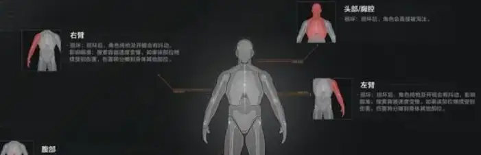 暗区突围,身体分几个部位,身体各部位作用介绍,暗区突围