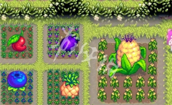 星露谷物语,巨大作物种植方法