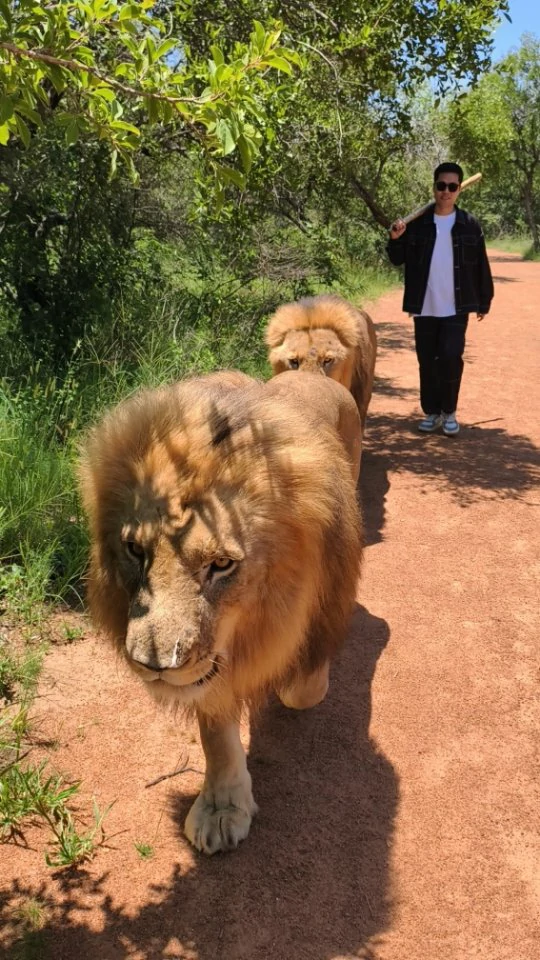 梦幻西游,变异树怪,梦幻西游