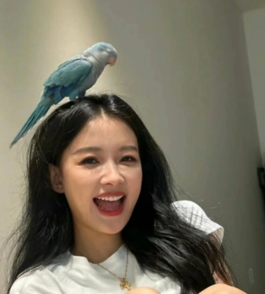 梦幻西游,女神,御姐,萝莉,梦幻西游